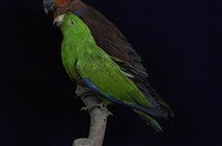 藏品(折衷鸚鵡)的圖片